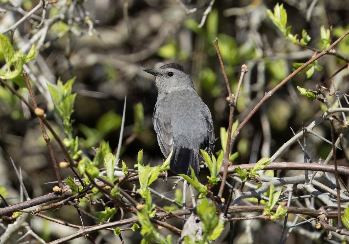 Gray Catbird - ML618557139