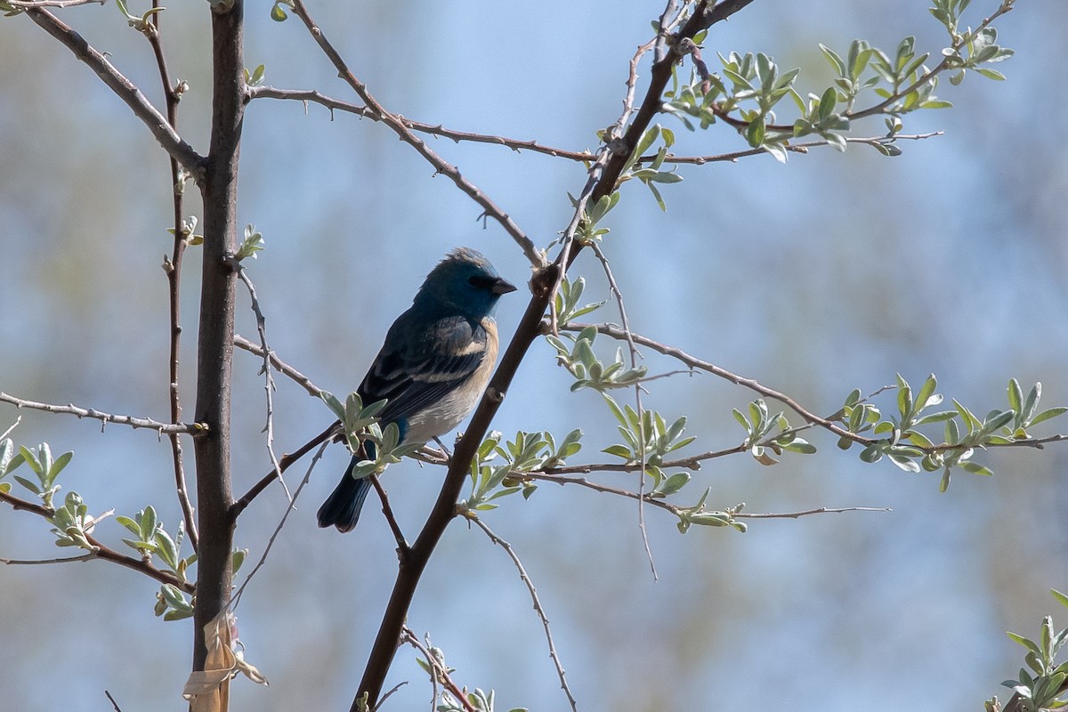 Lazuli Bunting - ML618557143