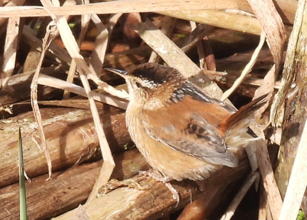 Marsh Wren - ML618557171