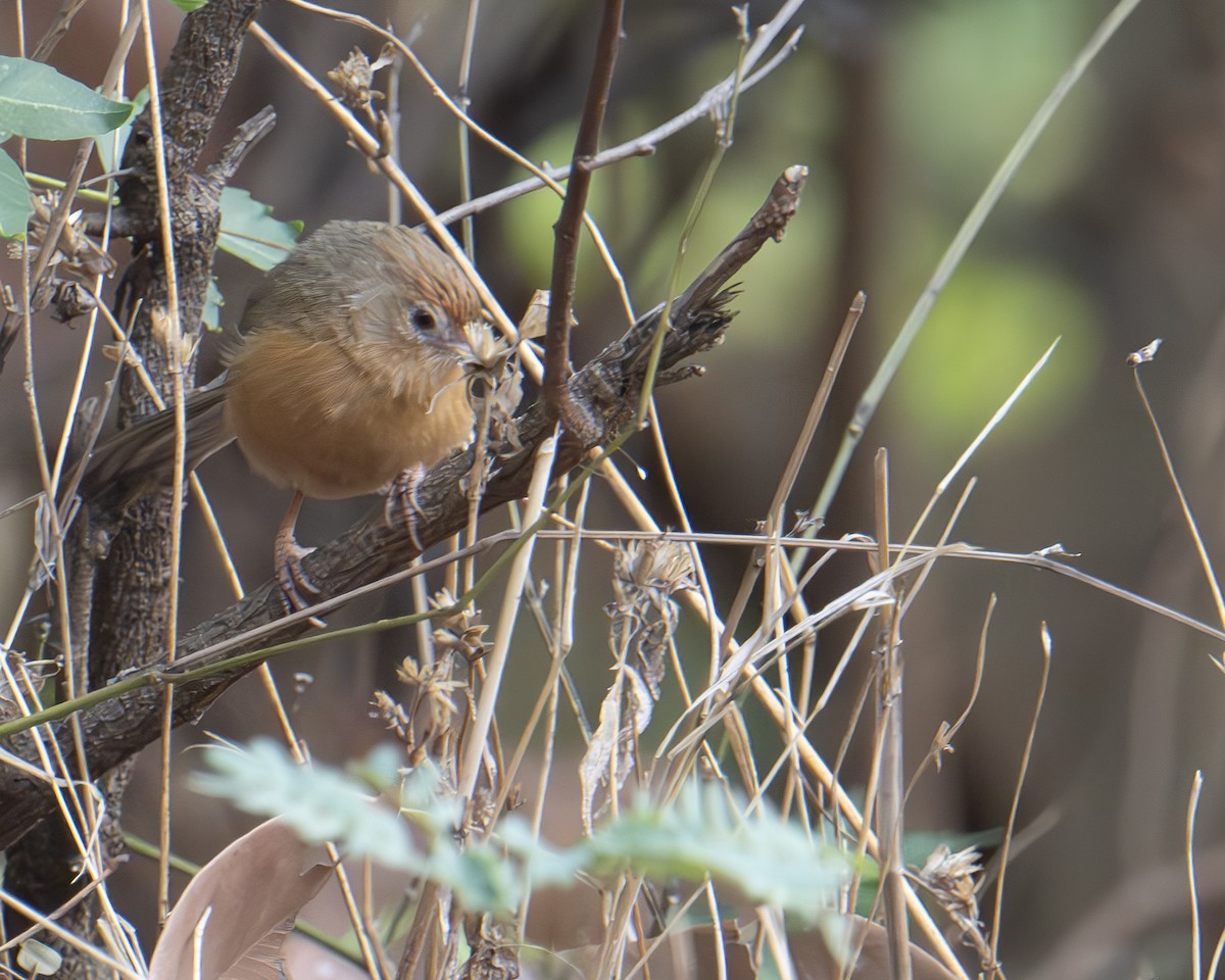 Tawny-bellied Babbler - Vikas Pawar