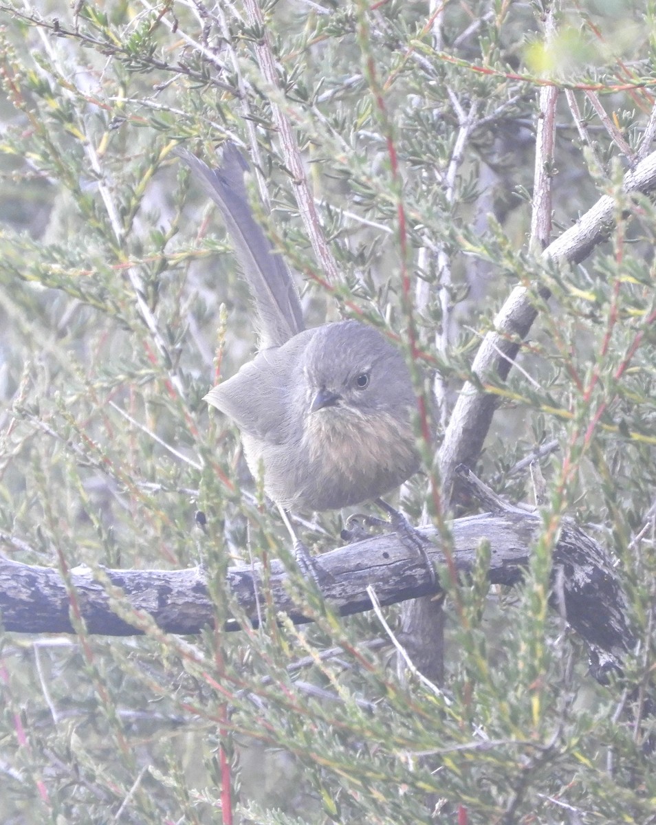 Wrentit - ML618557208