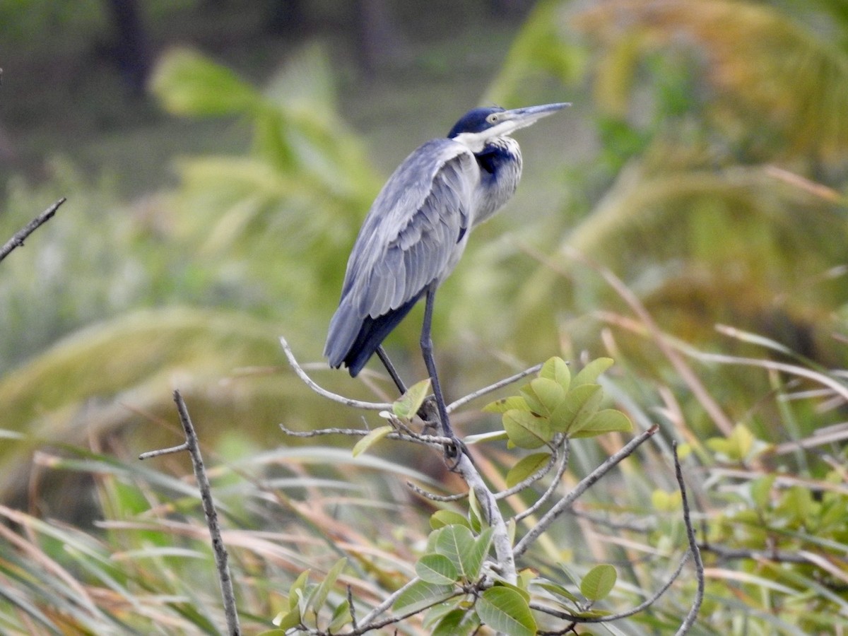 Black-headed Heron - Nick Odio