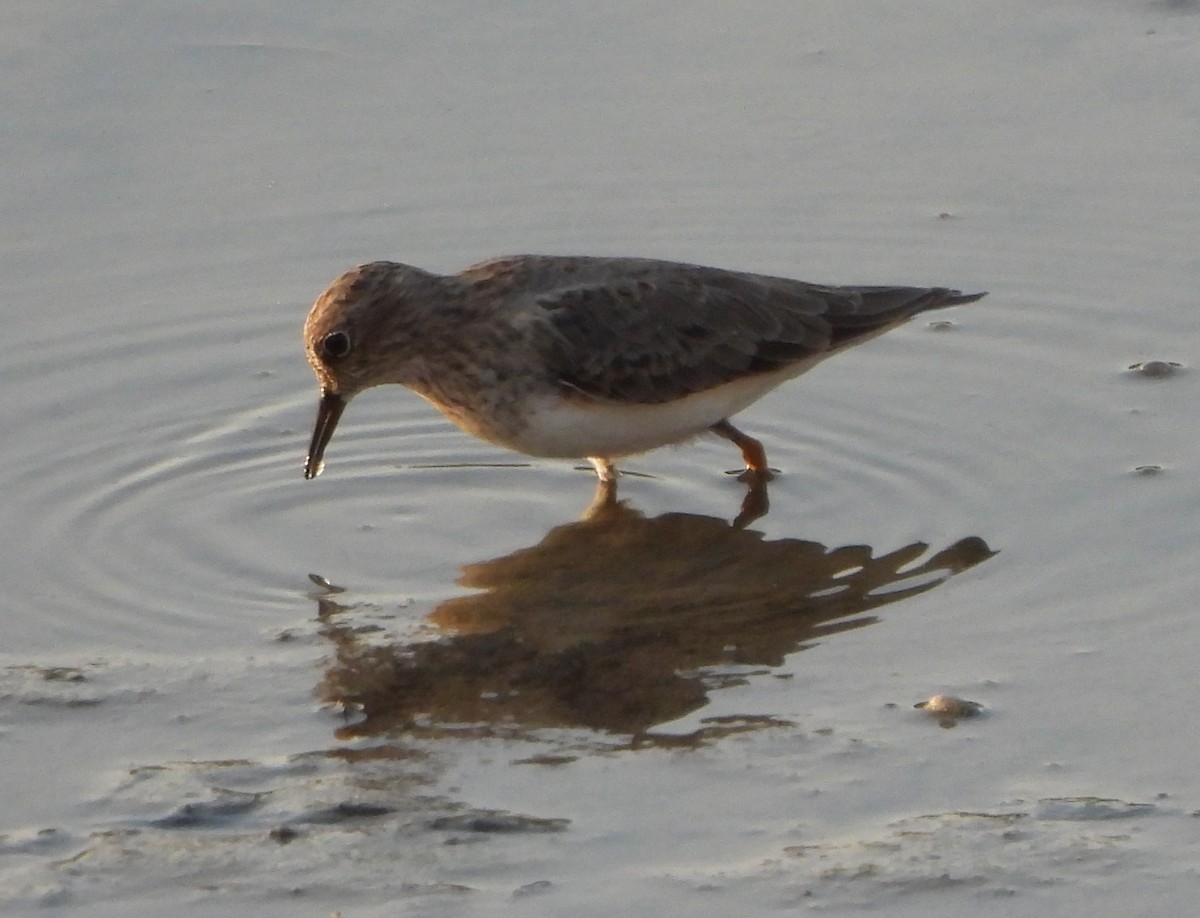 Temminck's Stint - ML618557226