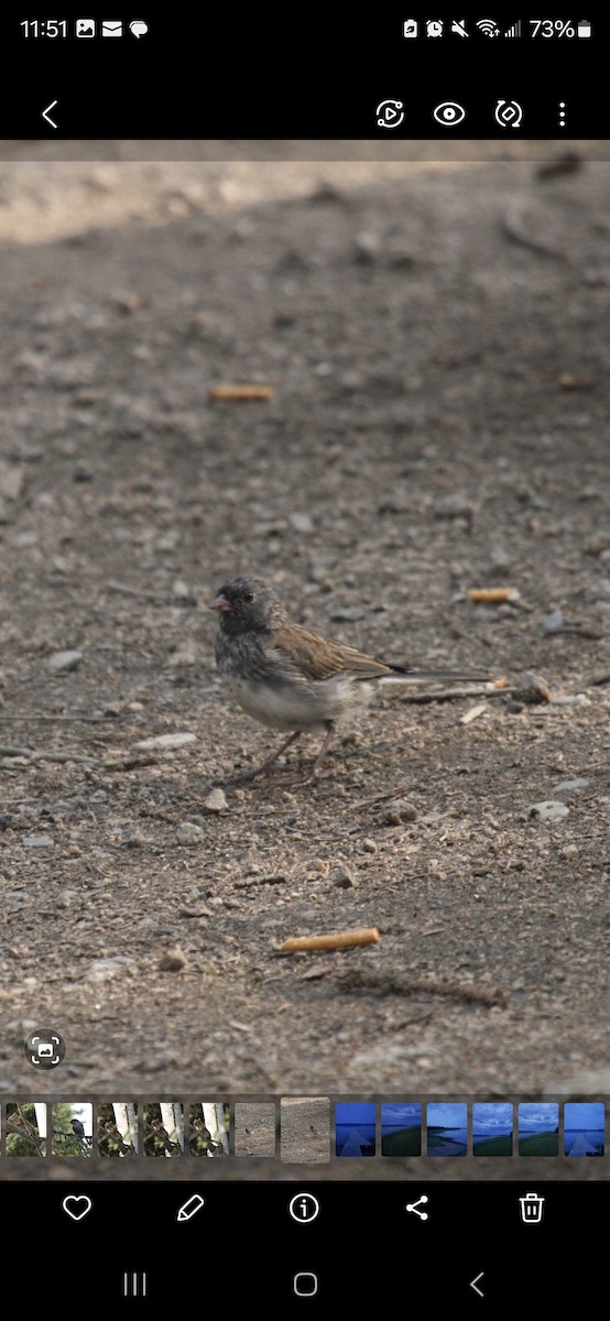 Dark-eyed Junco - ML618557227