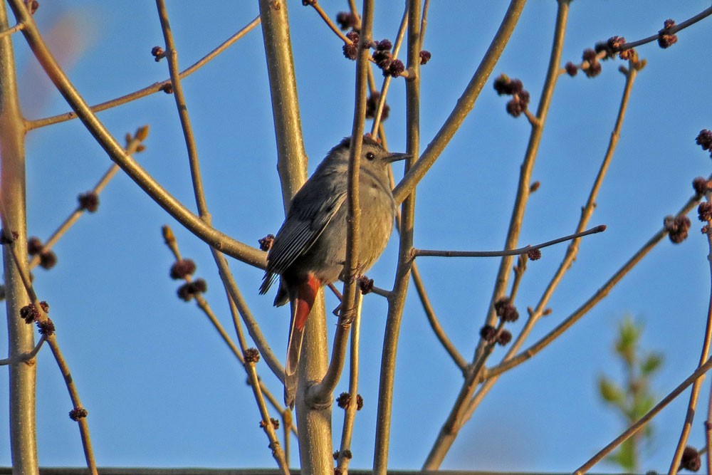 Gray Catbird - ML618557232