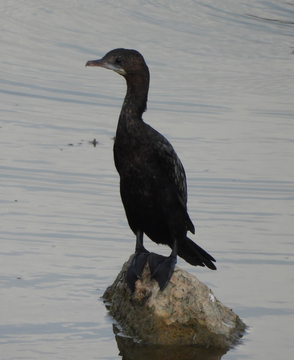 Little Cormorant - Prof Chandan Singh Dalawat