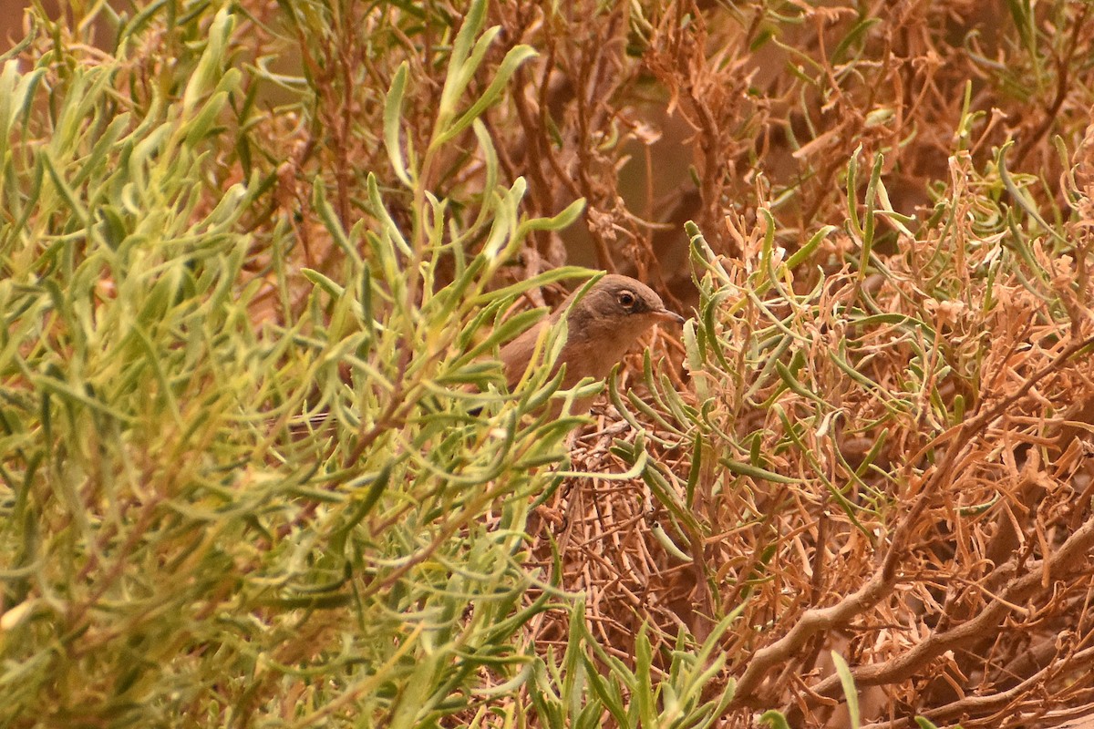 סבכי טריסטרמי - ML618557264