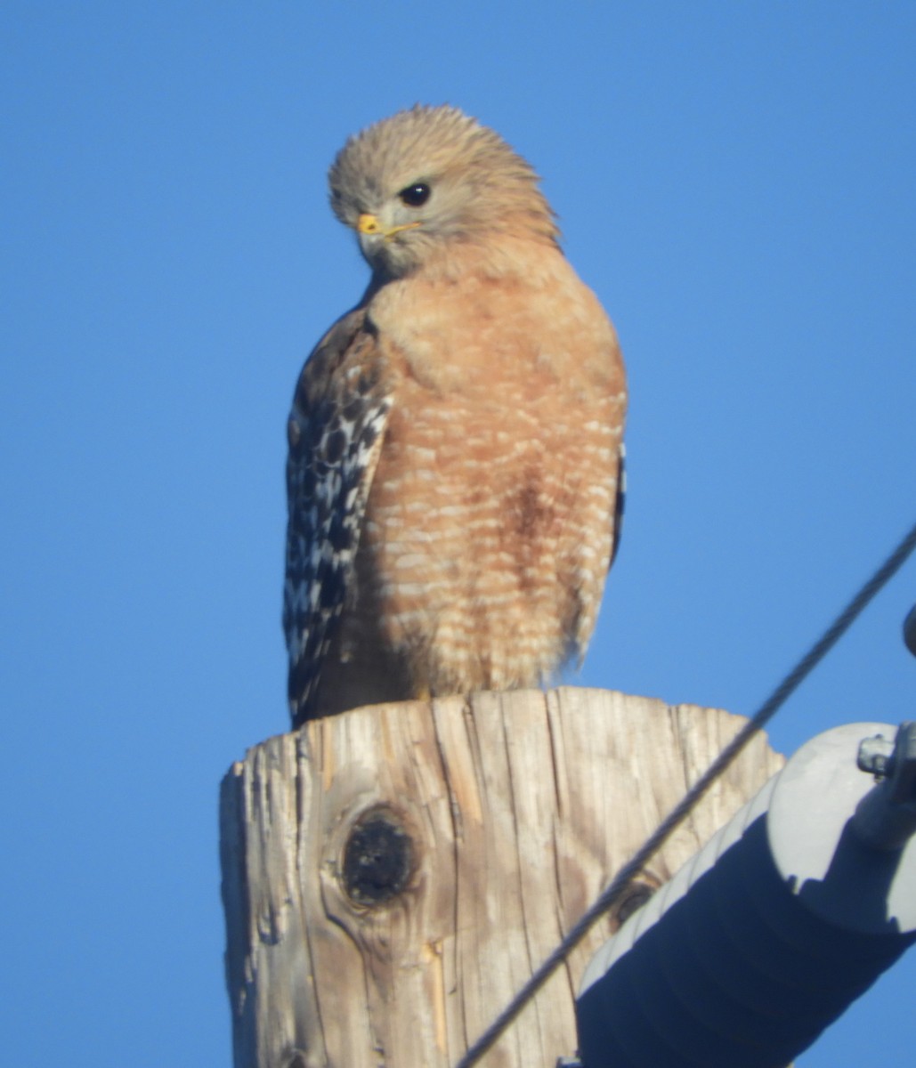 Red-shouldered Hawk - ML618557293