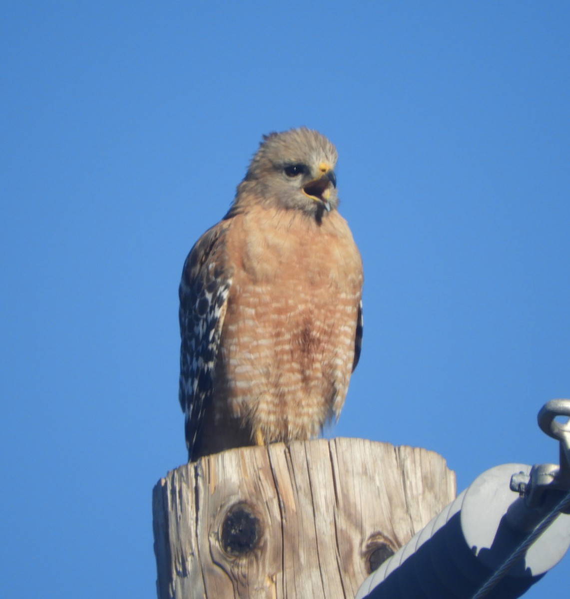 Red-shouldered Hawk - ML618557294