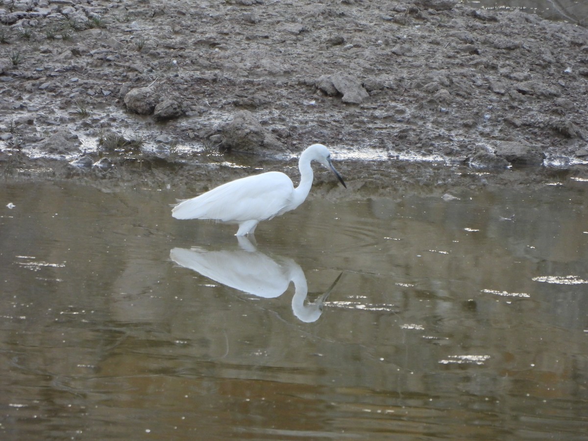 Little Egret - Prof Chandan Singh Dalawat