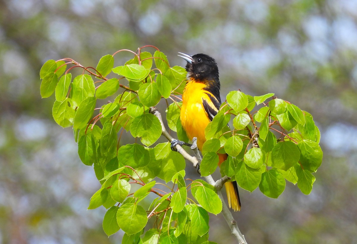 Oriole de Baltimore - ML618557312