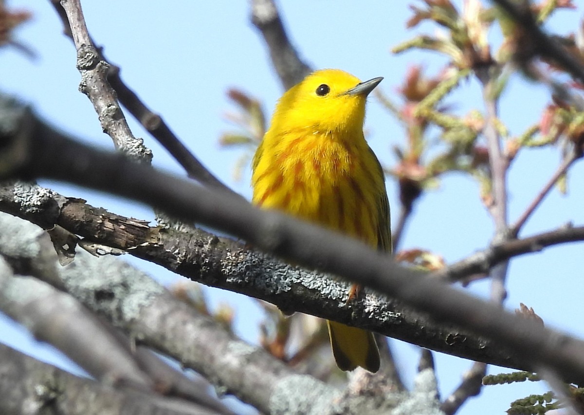 Yellow Warbler - Joanne Muis Redwood