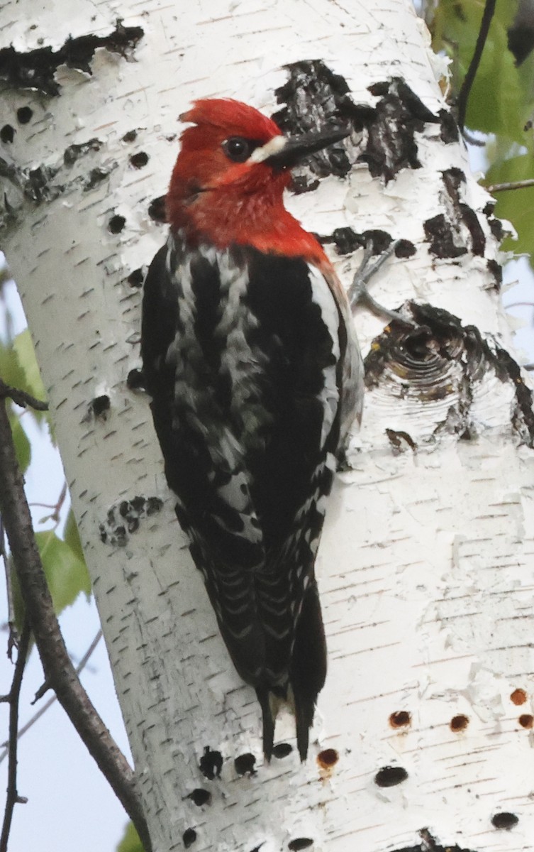 Red-breasted Sapsucker - ML618557328