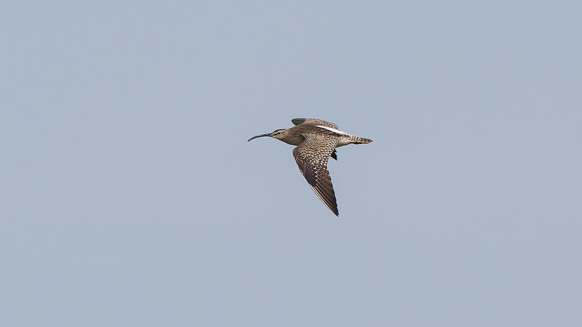 Whimbrel (European) - Peter Kennerley