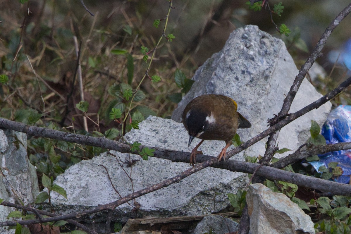 Black-faced Laughingthrush - Shekar Vishvanath