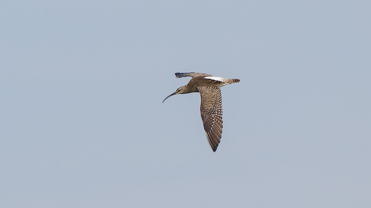 Whimbrel (European) - Peter Kennerley