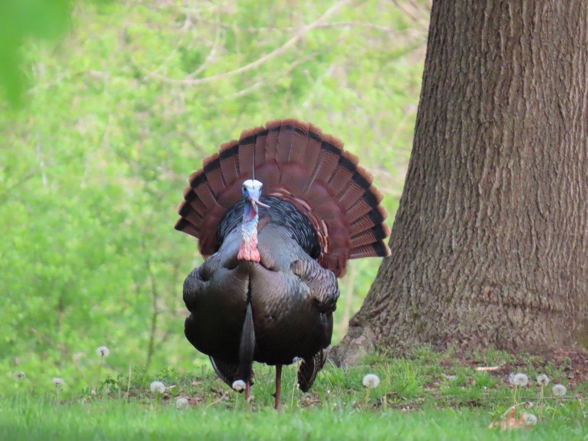 Wild Turkey - ML618557418