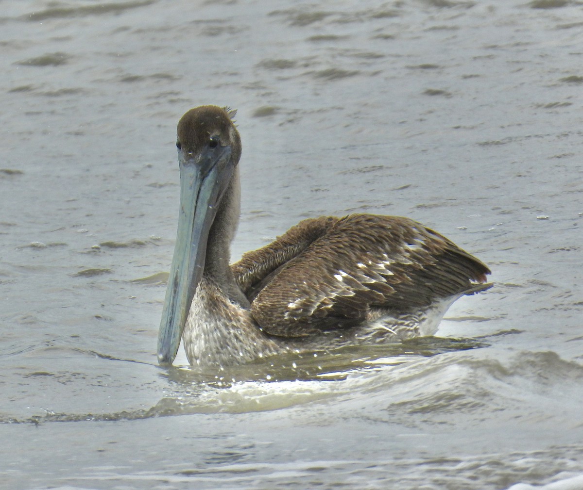 Brown Pelican - ML618557421