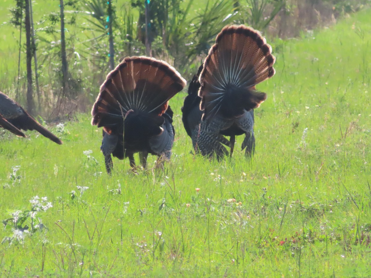 Wild Turkey - Stephanie Parker