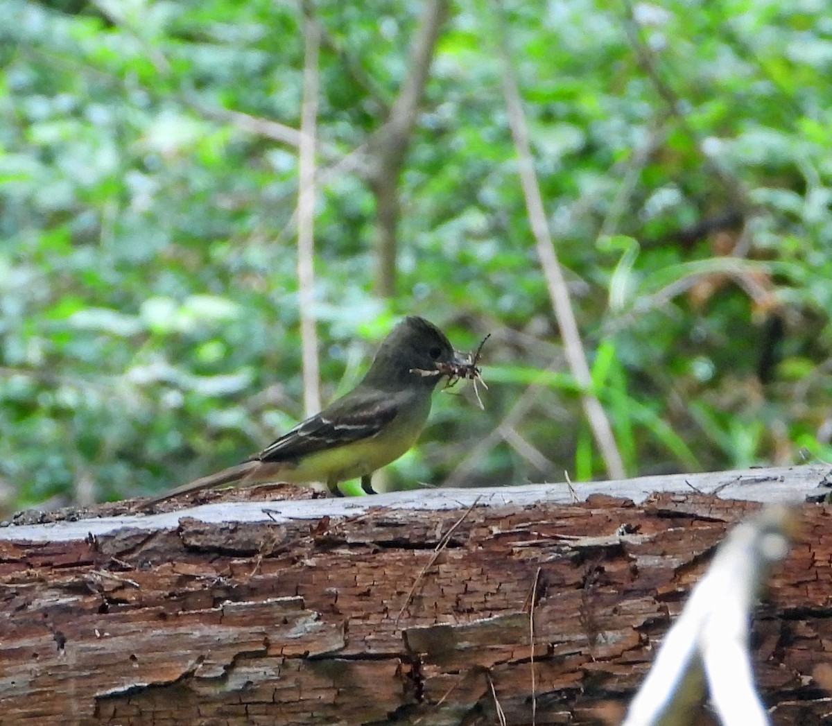 Great Crested Flycatcher - ML618557467