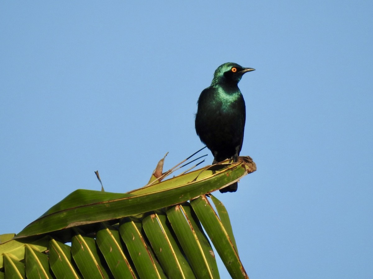 Greater Blue-eared Starling - ML618557481
