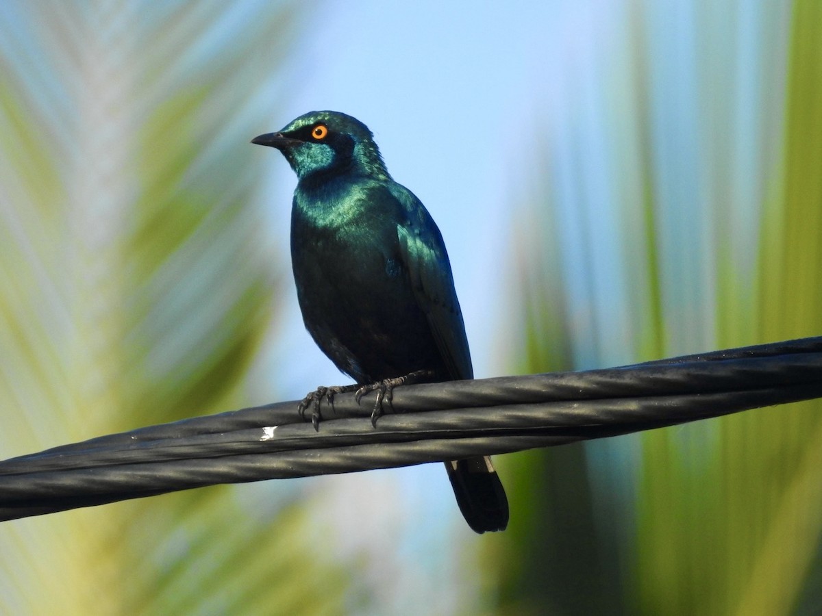 Greater Blue-eared Starling - ML618557485