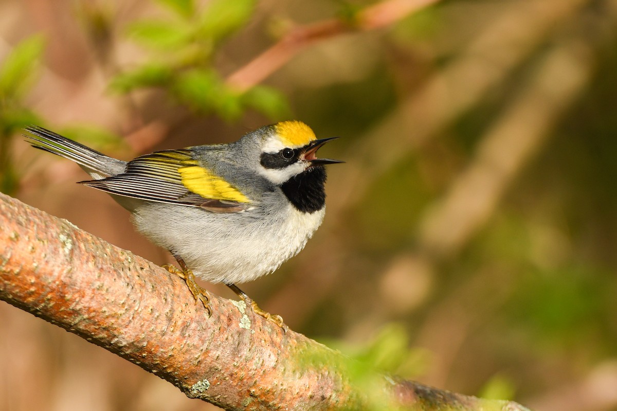 Golden-winged Warbler - Manny Salas