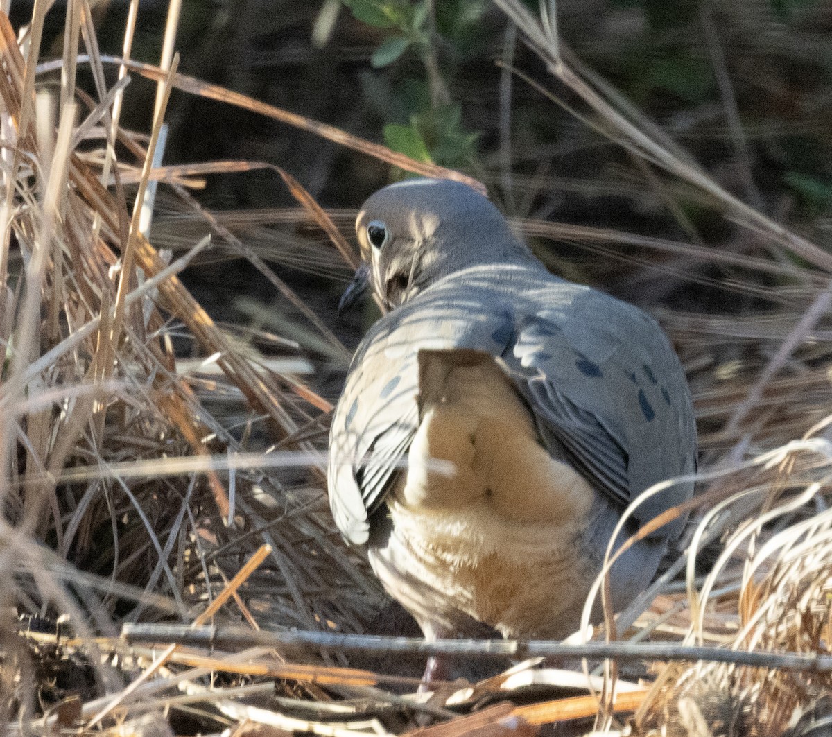 Mourning Dove - Larry Hollar