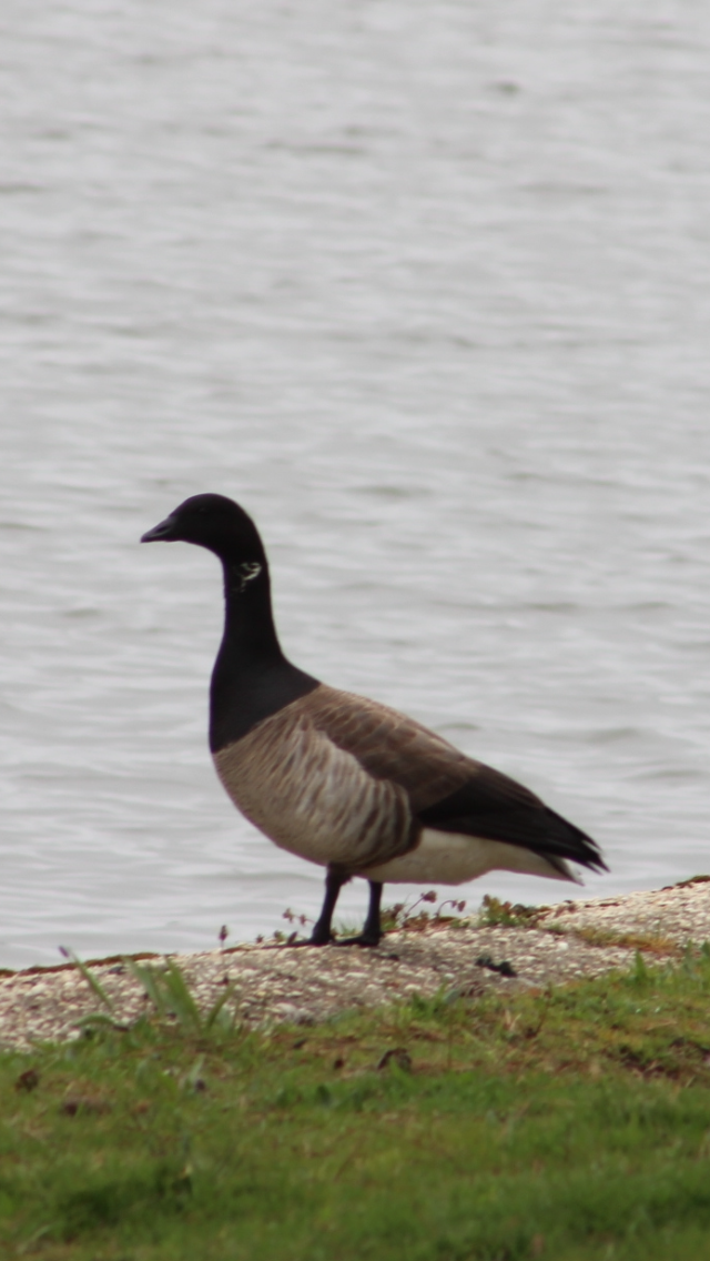 Brant - ML618557559