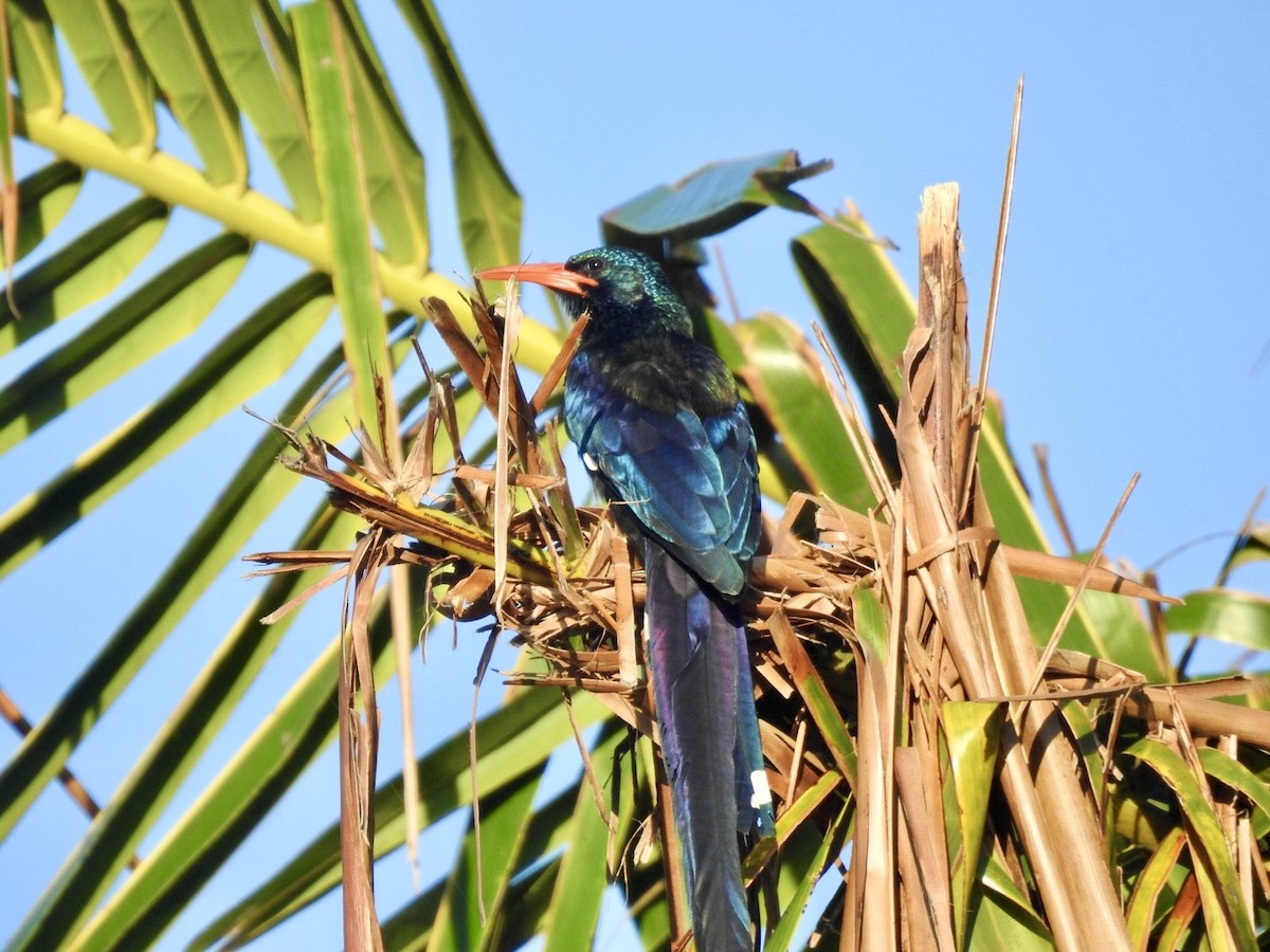 Green Woodhoopoe - Nick Odio