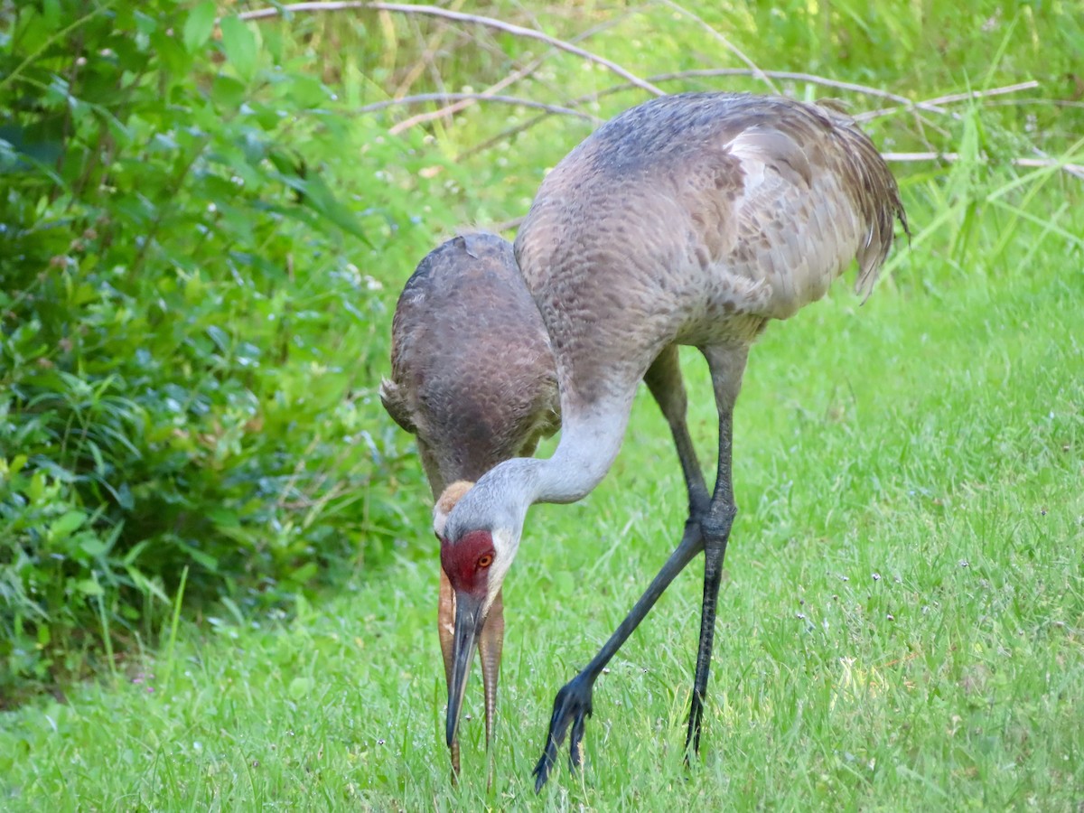 Sandhill Crane - Stephanie Parker