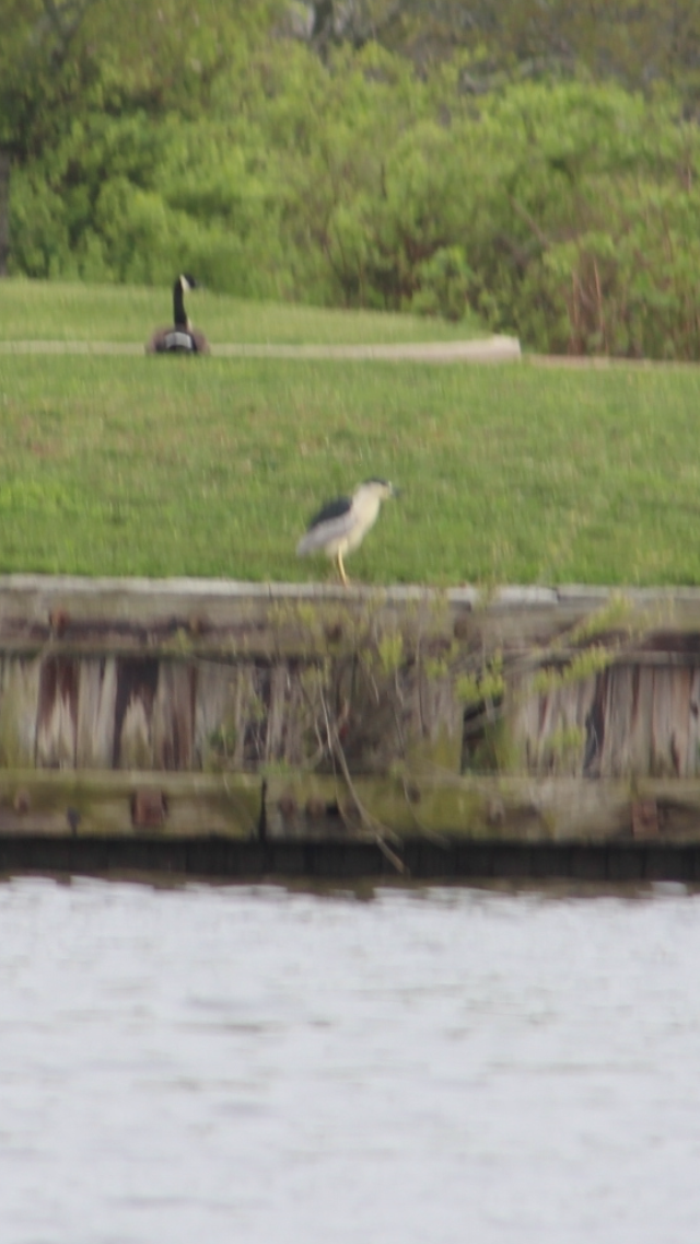 Black-crowned Night Heron - ML618557608