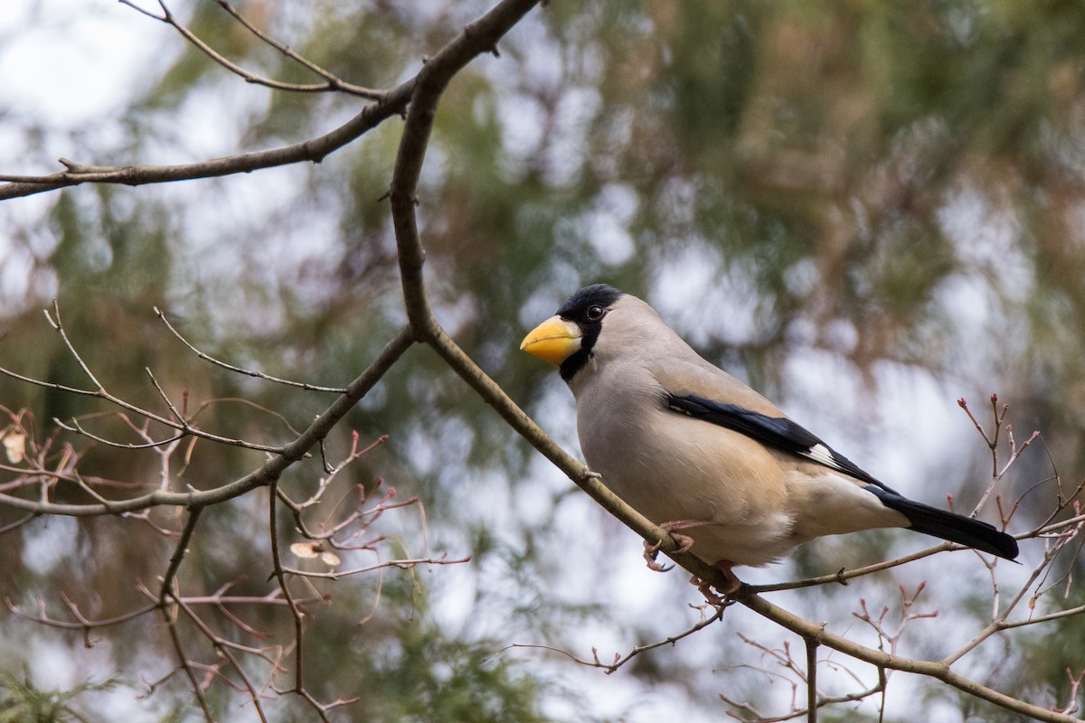 Japanese Grosbeak - ML618557618