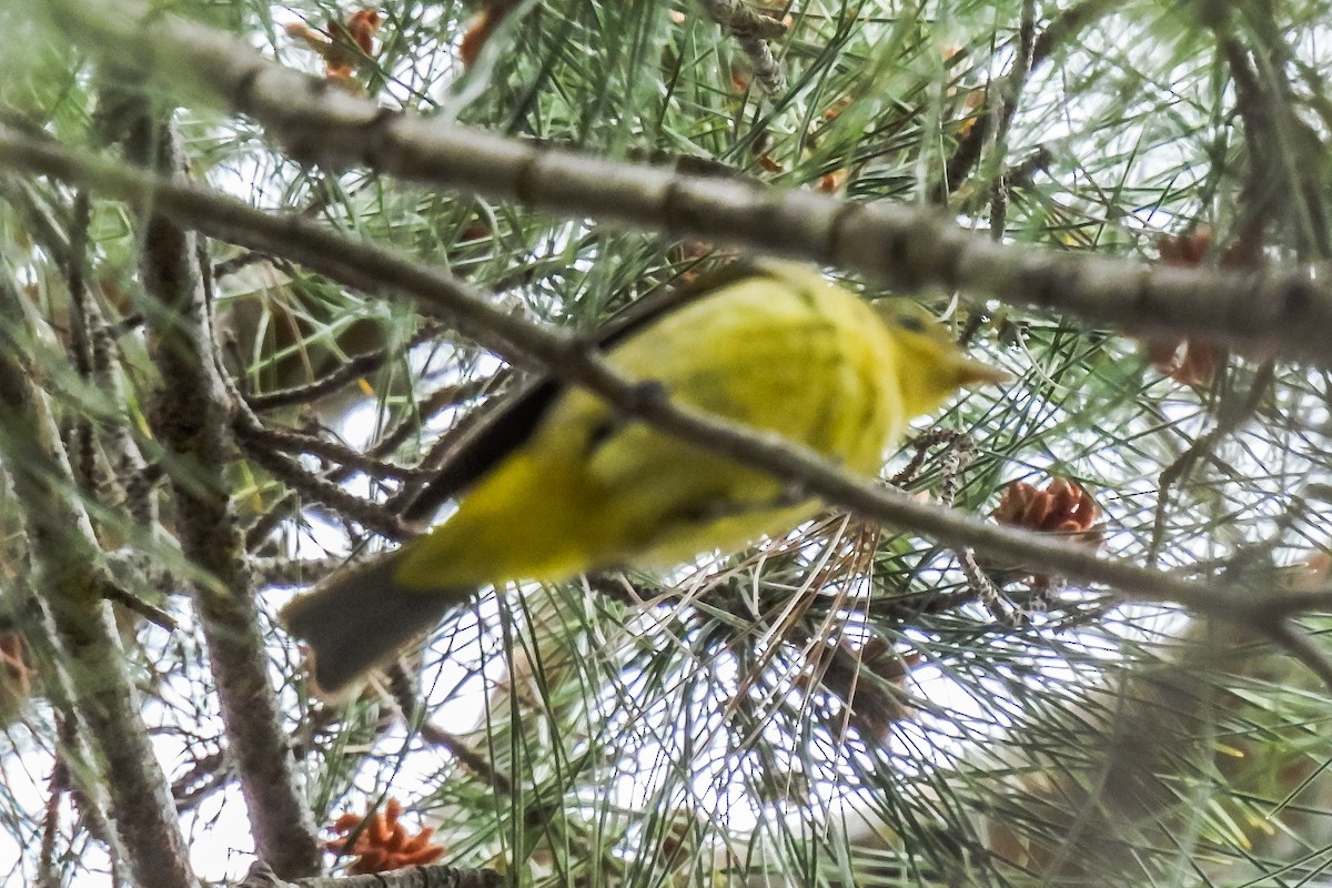 Western Tanager - ML618557630
