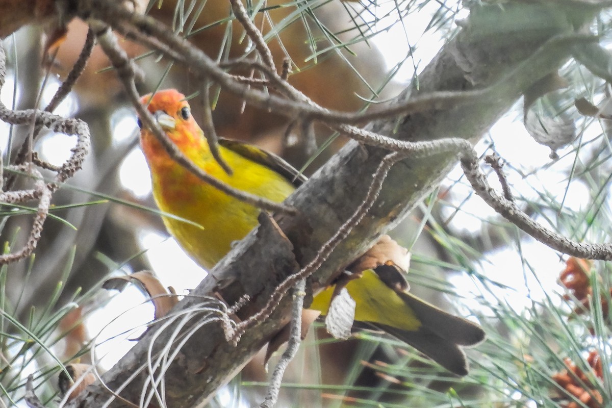 Western Tanager - ML618557631