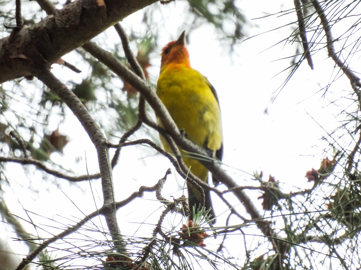 Western Tanager - ML618557632