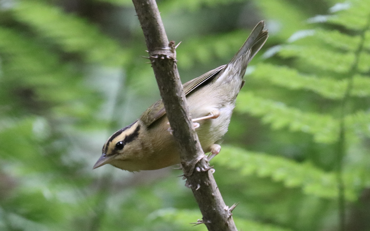 Worm-eating Warbler - ML618557634