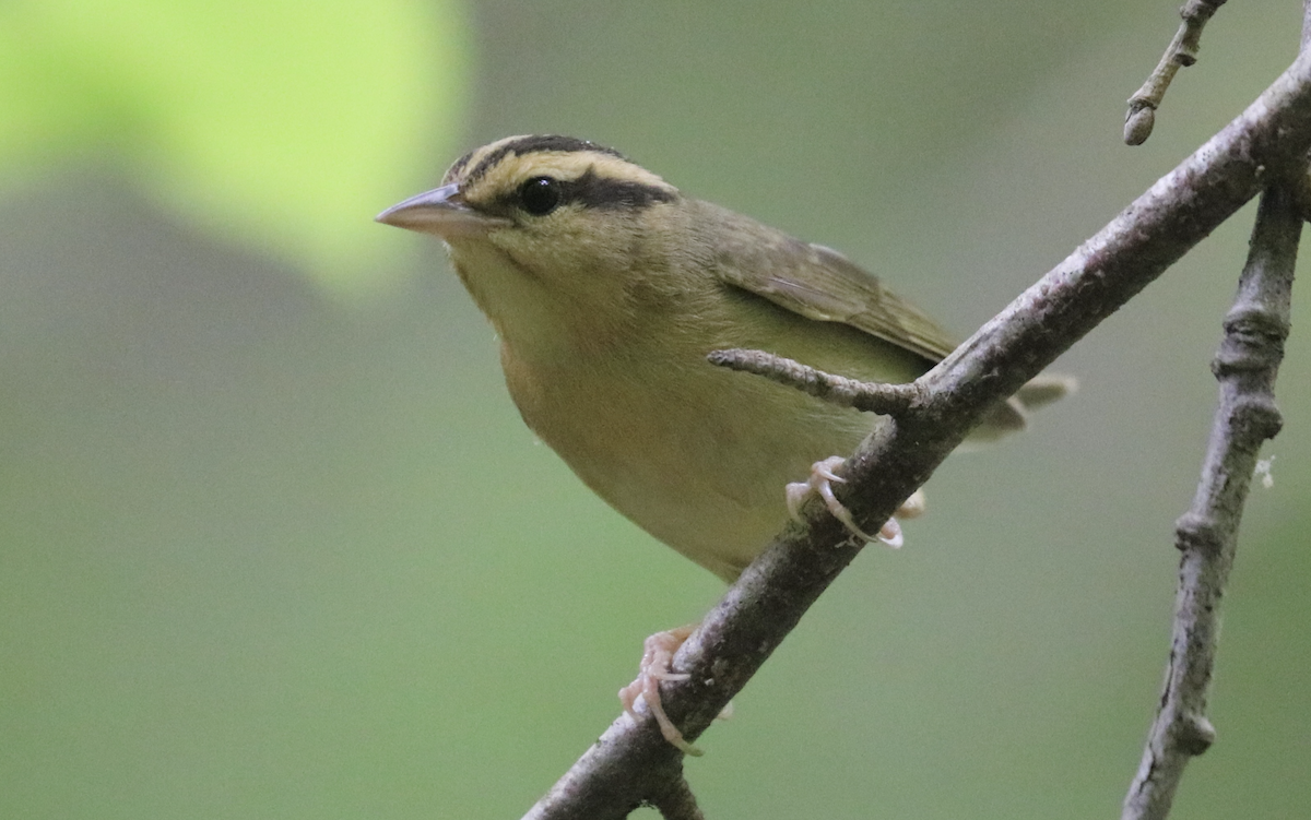 Worm-eating Warbler - James Wheat