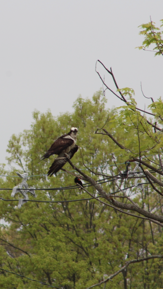 Osprey - Bro Co.