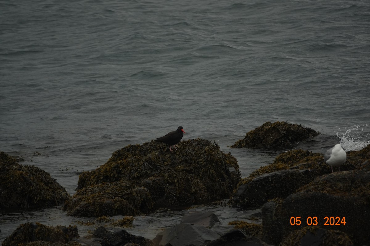 Black Oystercatcher - ML618557660