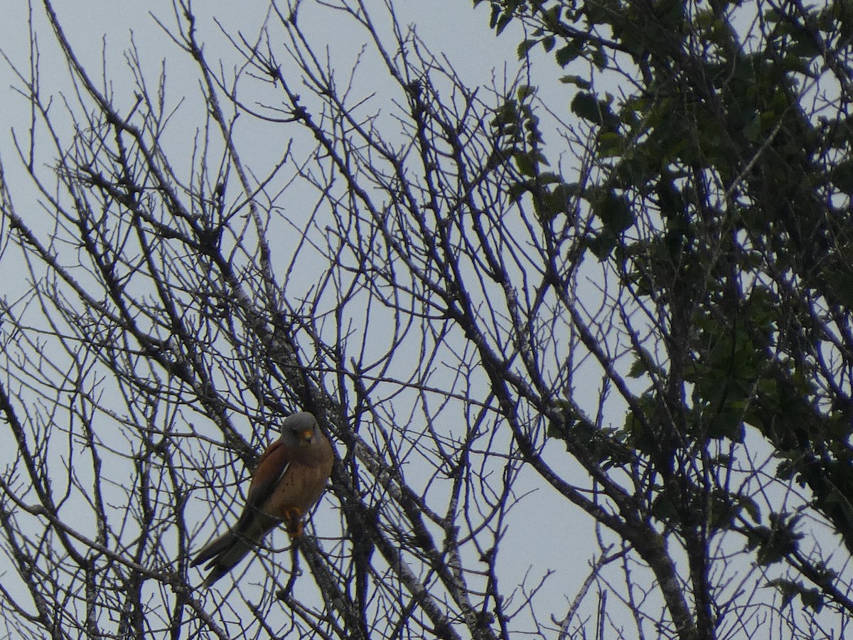 Lesser Kestrel - ML618557681