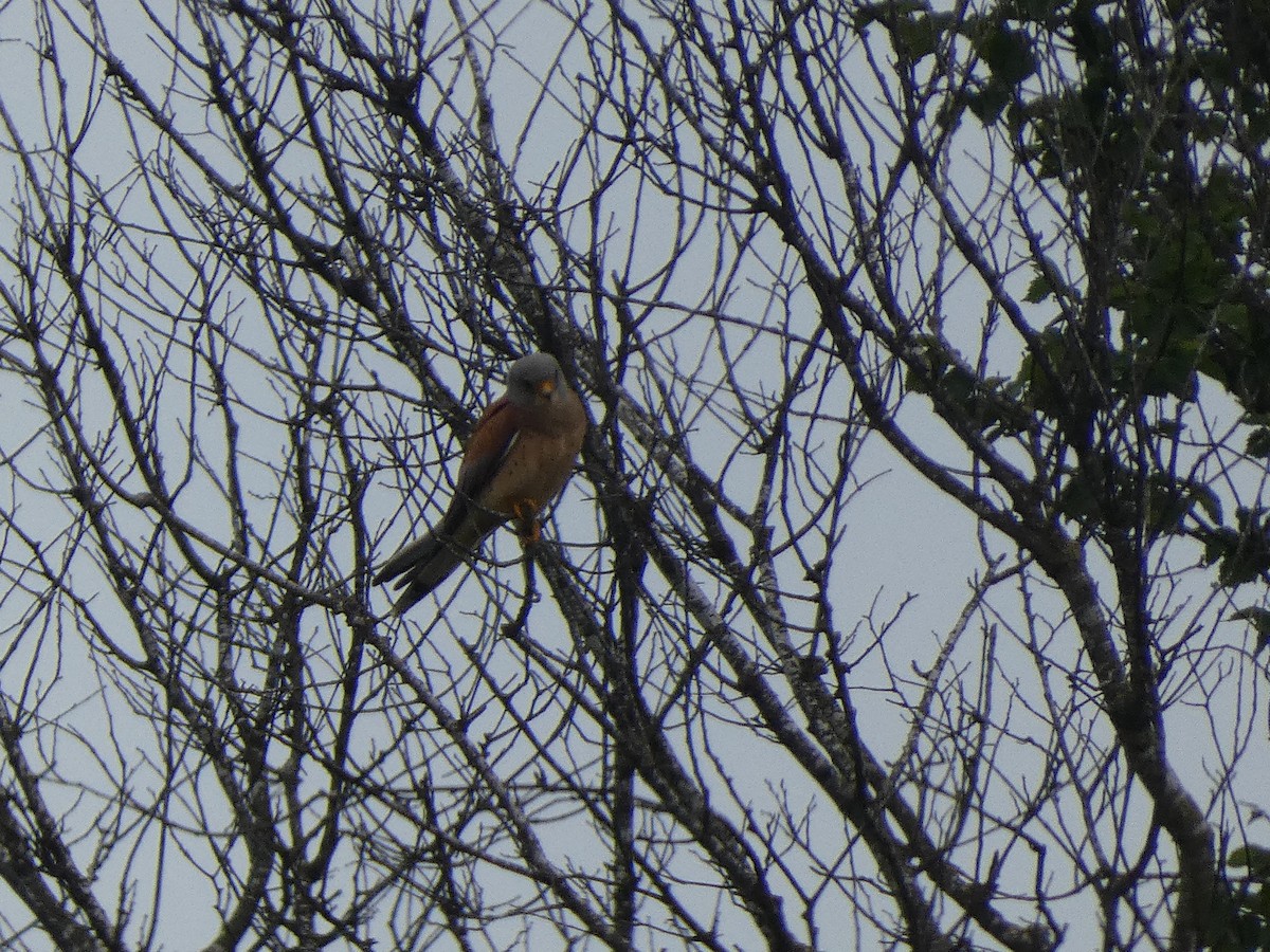 Lesser Kestrel - ML618557682