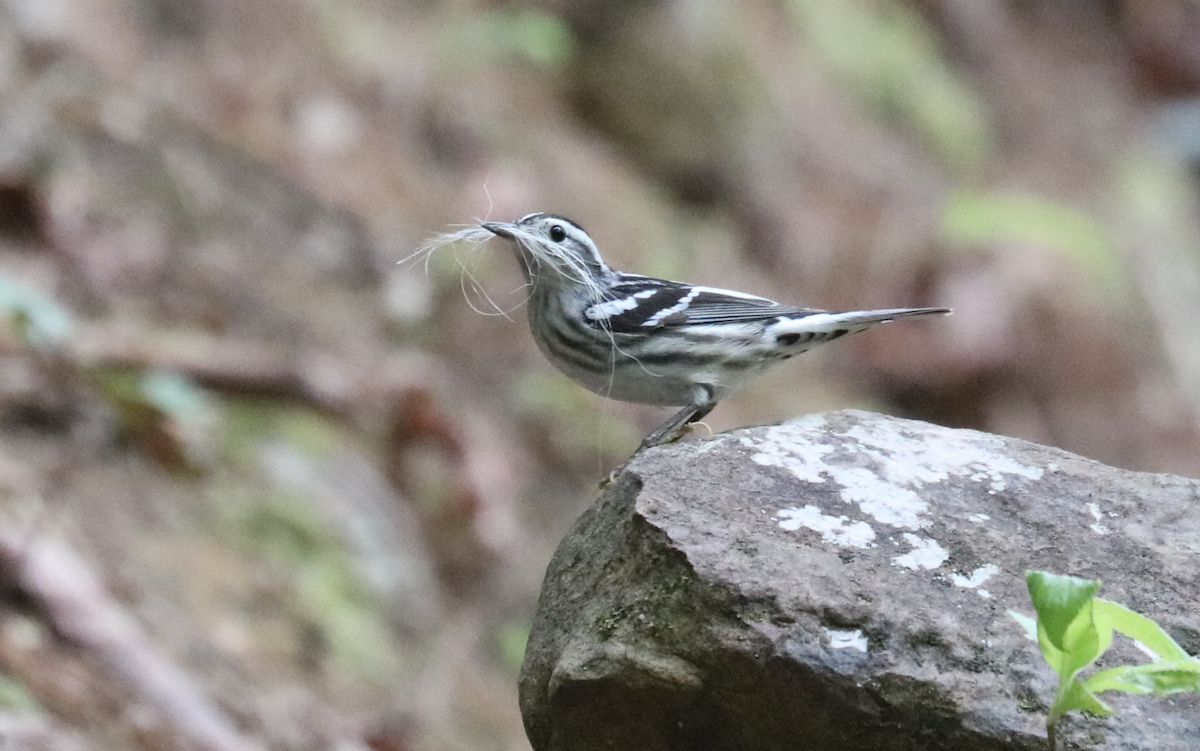 Black-and-white Warbler - ML618557683