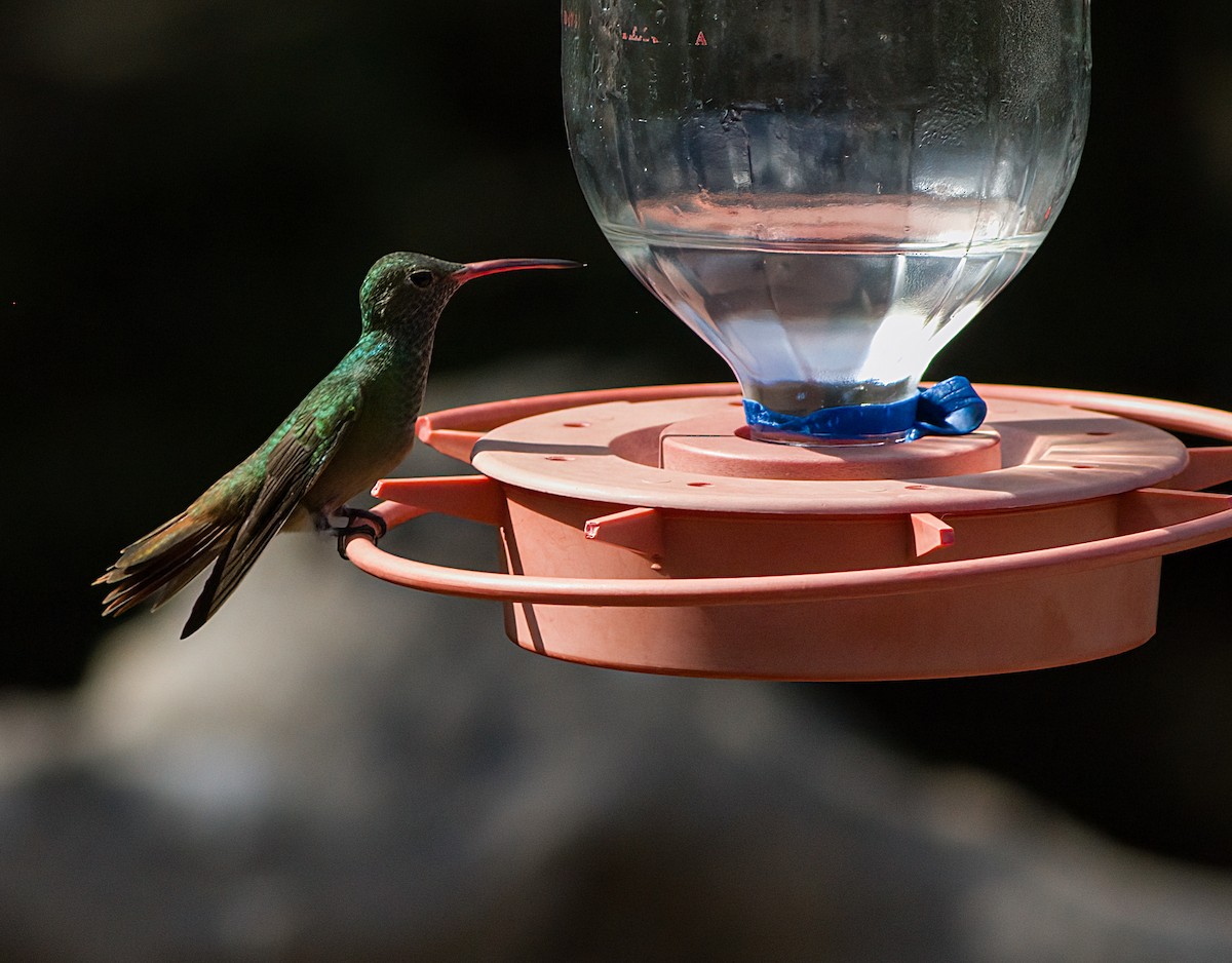kolibřík yukatanský - ML618557689