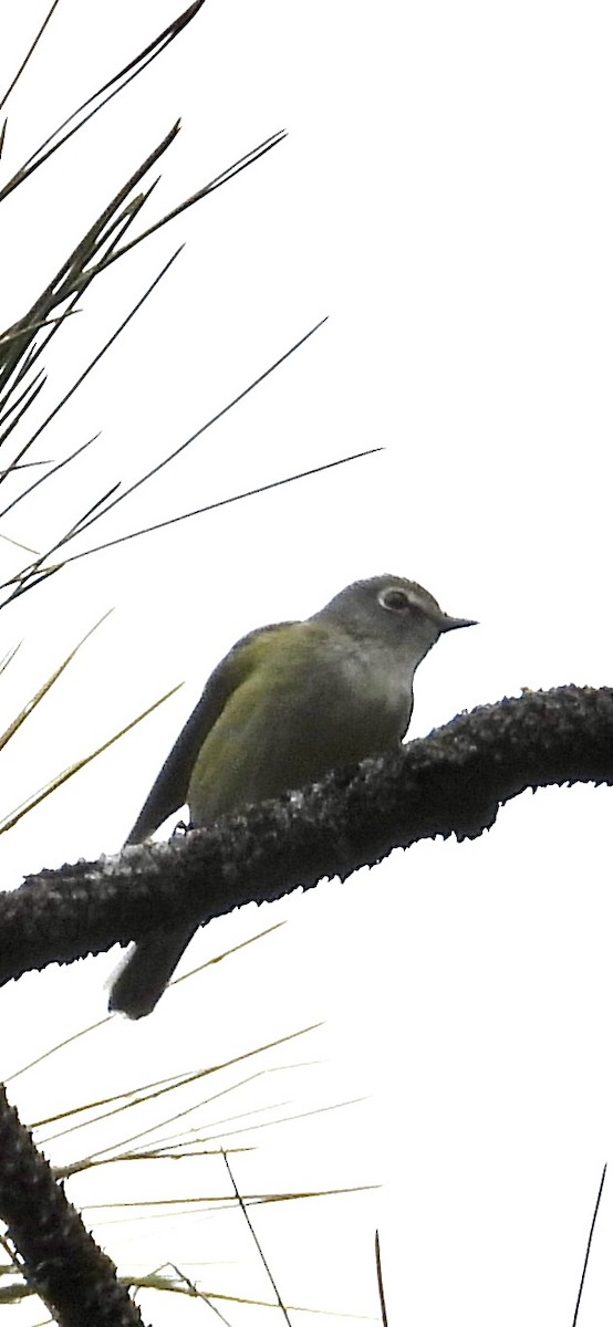 Cassin's Vireo - Lawrence Datnoff