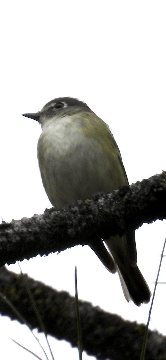 Cassin's Vireo - Lawrence Datnoff