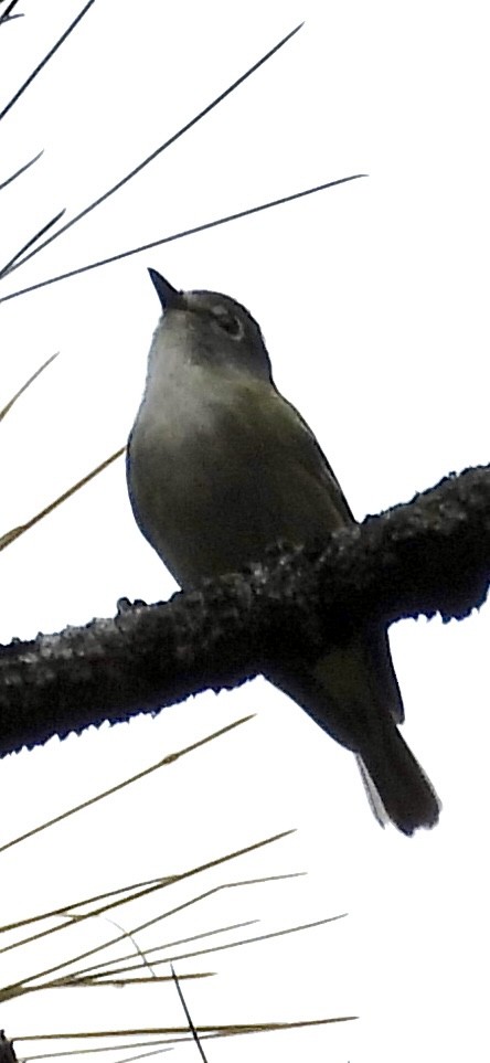 Cassin's Vireo - Lawrence Datnoff