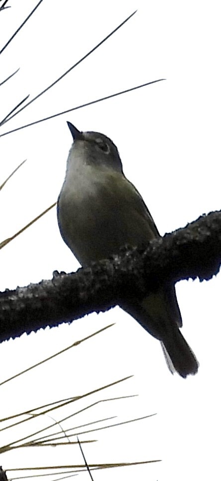 Cassin's Vireo - ML618557694
