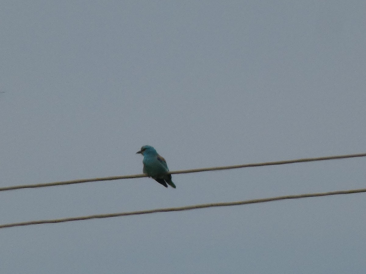 European Roller - Xavi Andrés-Loire