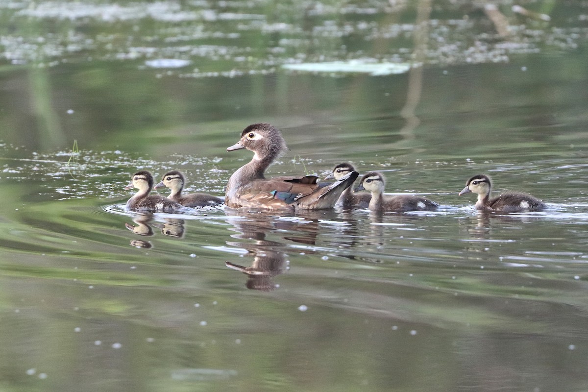 Wood Duck - ML618557718